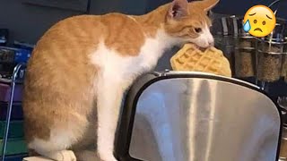 Try Not To Laugh 🤣 New Funny Cats  😹 - Fails of the Week Part 25