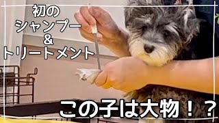 【初体験】シュナウザーの子犬がトリミングサロンでこんなことやあんなことを🐶✨