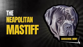 Neapolitan Mastiff -  A Quick Look Into The Neapolitan Mastiff