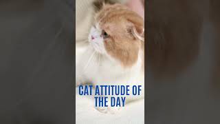 How can I interpret my cat's body language?? Can you share a photo of a cat with an attitude?