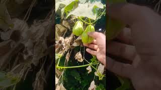 மேராக்காய் விவசாயம் சௌ சௌ காய் #youtube#funny#village#vegetable#shortvideos