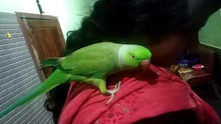 parrot talking മലയാളം   റോക്കിടെഗുണ്ടായിസം ഫെവറേറ്റ് ഫുഡ്   കിച്ചണിൽ വന്നാൽ ഉള്ള സ്വഭാവം ഒന്ന് വേറെയ