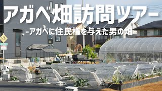 ②過去最大級スケール！大量アガベ畑！レア株満載ツアー