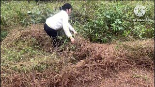 The Country Girl's Journey of Land Reclamation and Farm Building.Past1#farming #building #reclamatio