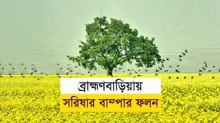 ব্রাহ্মণবাড়িয়ায় সরিষার বাম্পার ফলন | Mustard | Oil | Agriculture | Season | Business