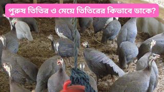 পুরুষ তিতির ও মেয়ে তিতিরের ডাক