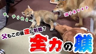 暴走子犬の柴犬に先住犬が全力の躾！そして父も動いた結果