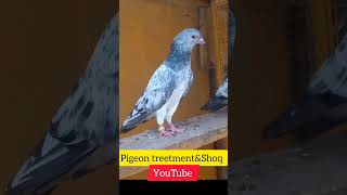 imamdeen#pigeon #youtubeshort #youtubevideos #shortfeed#shortsfeed #ajmanpigeonclub #kabutarbazi