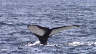 6.3.16 Humpback Whales #Monterey #Adventure #Travel