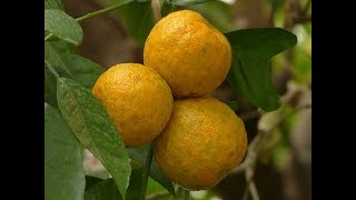 Come coltivare l'arancio amaro in vaso