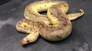 Ball Python Morphs #14- Clowns Part 1