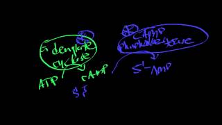 Biosignaling | Calcium as a 2nd Messenger