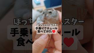 手乗りでチュールにがっつくハム♥#ハムスターのいる生活#ジャンガリアン#こもる#hamsters #ペット動画#癒し動画#햄스터