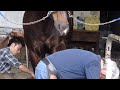 蹄鉄をつけてもらいながら甘える馬