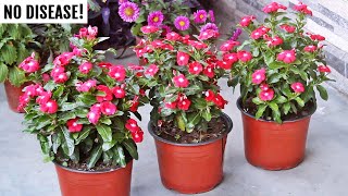 WATCH: How to increase flowers in Vinca \u0026 keep them disease FREE