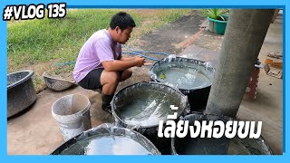 พ่อบ้านลองเลี้ยงหอยขมในล้อยาง VLOG 135