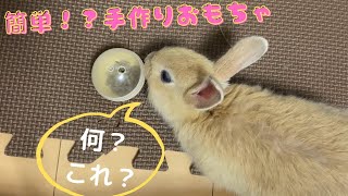 #12【手作りおもちゃ】生後1カ月のミニうさぎの赤ちゃんに、簡単な手作りおもちゃをプレゼント　おもちゃデビュー