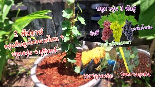 2 สัปดาห์ องุ่นที่ปลูก จ.สุรินทร์ โตไวแค่ไหน ? I 2 weeks. How fast is the grape grow in Surin  ?