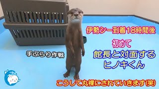 【カワウソ】こうして丸裸にされていきます(^^)　（伊勢シーパラダイス）