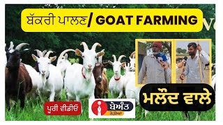 Goat Farming | ਬੱਕਰੀ ਪਾਲਣ | ਮਲੌਦ ਵਾਲੇ | Beant Rorian | @maloudlive