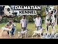 Coimbatore Dalmatian Kennel | Low Maintenance Dog Breed | Prasanth 360