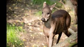 Tufted Deer | Vampire Deer