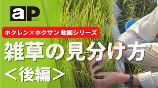 【技術普及課】ホクホクちゃんねる「雑草の見分け方（後編）」