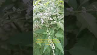 Vitex negundo @ the Chinese chaste tree @ five-leaved chaste tree @ horseshoe vitex @ nisinda