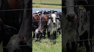 Farming is the best thing in the world 🐄🧀🇧🇷🧑🏻‍🌾