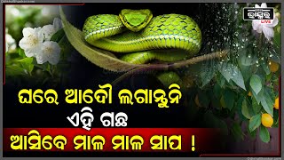 ବର୍ଷାଦିନେ ଘର ବଗିଚା କିମ୍ବା ବାଲକୋନୀରେ ଏହି ଗଛ ଲଗାଉଛନ୍ତି ରୁହନ୍ତୁ ସାବଧାନ,ଆକର୍ଷିତ ହୋଇ ଆସିବେ ମାଳ ମାଳ ସାପ !