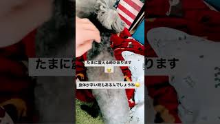 #老犬#プードル17歳14歳#震え#原因不明#検査しても異常無し#老い😞