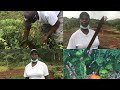 HARDWORKING FEMALE FARMER IN RURAL ST.ANN JAMAICA, FARMING 👩‍🌾 / SEVERAL  DIFFERENT CROPS