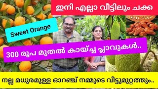 കായ്ച്ച് വലിയ മരമായ പ്ലാവുകൾ വിലക്കുറവിൽ🥰കായ്ച്ച മധുരമുള്ള നാഗ്പൂർ ഓറഞ്ച് തൈകൾ/എല്ലാ ഫലക്ഷങ്ങളും..