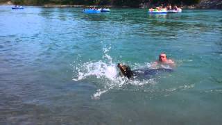 Dog leaning to swim paddles in hilarious fashion