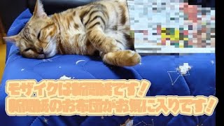 【ベンガル猫】茶ちゃん（飼い猫）動画\u0026写真集