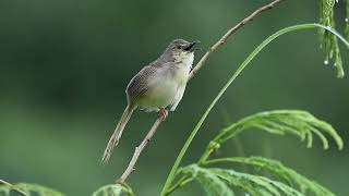 Brown Prinia   Prinia polychroa   Birds of the World