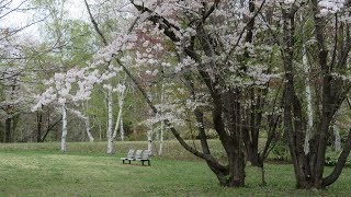 ビデオで見る札幌ウォーキングコース　真駒内公園　2018/5/8