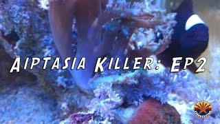 arizonafishkeeping videos