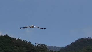 兵庫県立コウノトリの郷公園 Hyogo Park of the Oriental White Stork