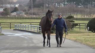 12/15　ゴッドフロアー'20（父ダンカーク　母父ハーツクライ）歩き