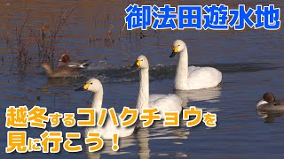 御法田遊水地　越冬するコハクチョウを見に行こう！