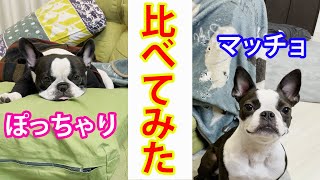 ぽっちゃり犬とマッチョ犬で夜寝る前の行動が全然違うので見てほしい【フレンチブルドッグとボストンテリア】