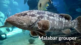 Malabar grouper or greasy grouper (Epinephelus malabaricus)