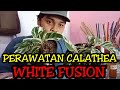 #196 Perawatan dan Tips Calathea White Fusion | Marwah Klaten