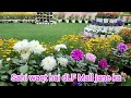 Ye Mughal Garden nahi DLF Mall of India hai(Noida sector 18) 🥰 | Beautiful Flowers 🌸🌺🌻🌹🌷🌼💐