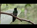 green crowned brilliant hummingbird male perched on branch looking around