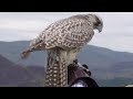 extremely impressive 14 week old tri bred falcon on a training flight.