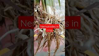 nematodes in crop