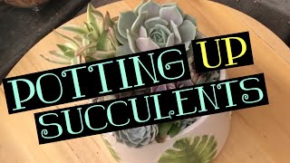 Potting Up Succulents! | 5-18-19