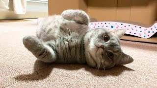 猫のお留守番を定点カメラで撮影したら･･･【スコティッシュフォールド】